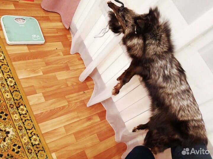 Шкура чернобурки