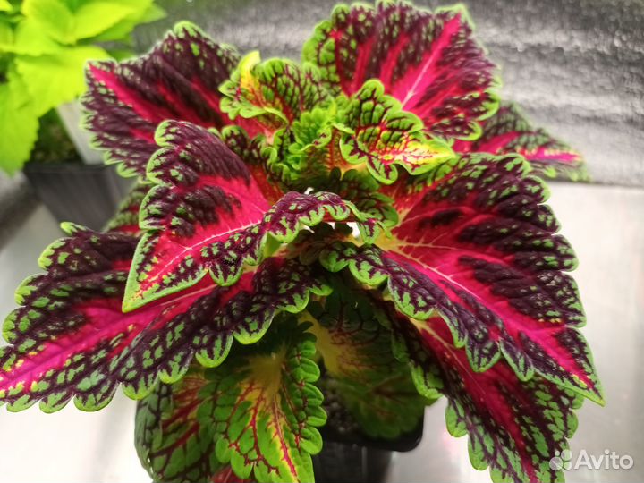 Колеусы вегетативные укорененные. Шикарные саженцы