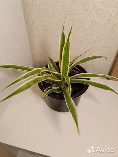 Хлорофитумы