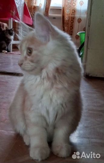 Курильский бобтейл пдш