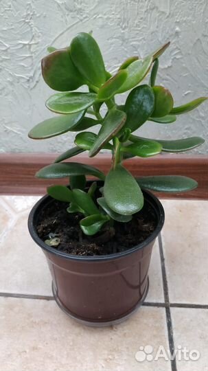 Комнатные растения цветы