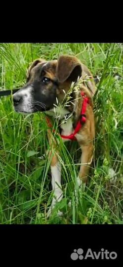 Щенок в добрые руки бесплатно метис лайки