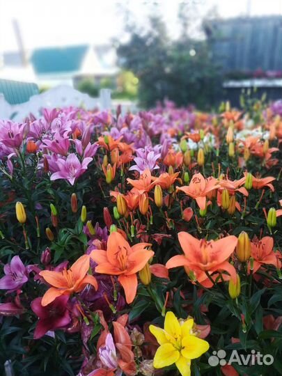 Лилии луковицы