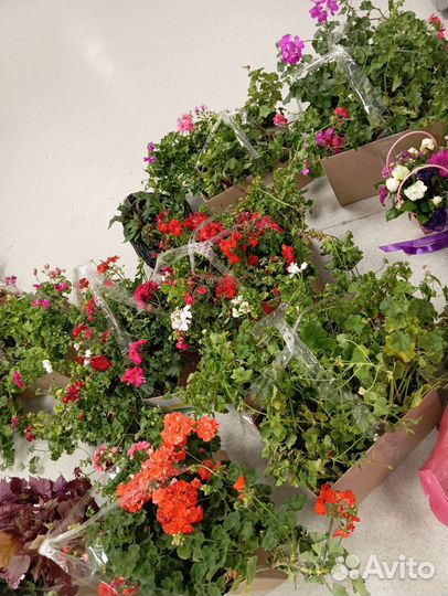 Герань и другие цветы бесплатно