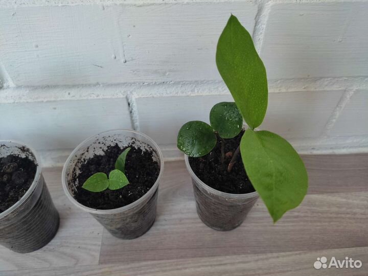 Долларовое дерево - Замиокулькас