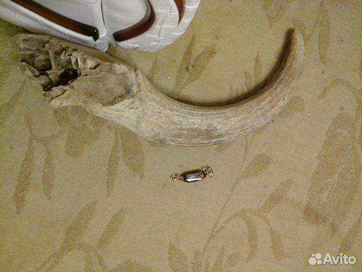 Продам рог ископаемого Бизона