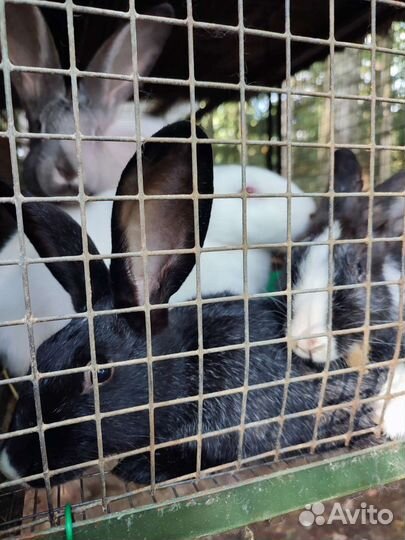 Кролик отборный на племя и мясо