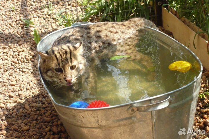 Виверровая кошка. котята родились 2 июля