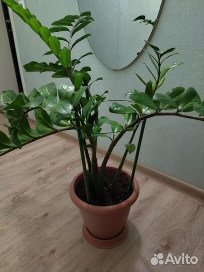 Замиокулькас