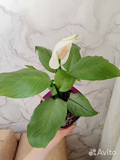 Спатифиллум spilt milk