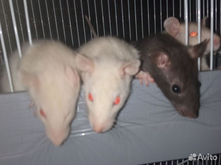 Крысята