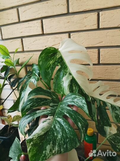 Монстера вариегатная Альба