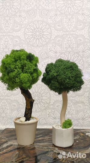 Дерево из мха. Цетрария(стабилизированная)