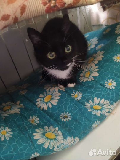 Котик в добрые руки