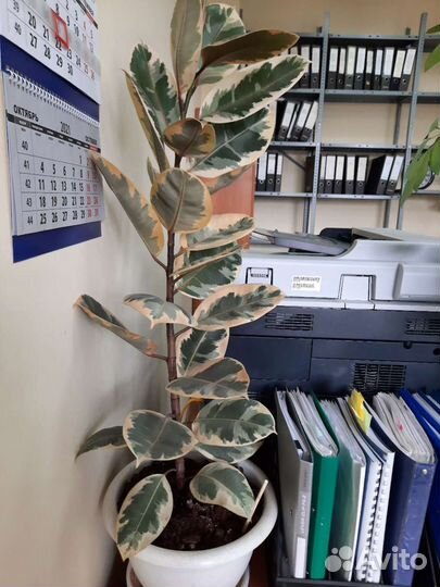 Продаётся Фикус Эластика