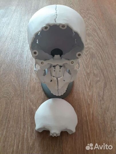 Череп анатомический