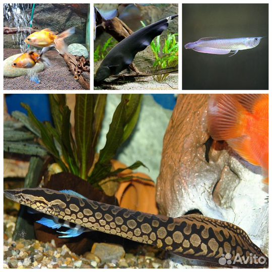 Продам рыбок