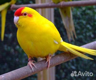 Попугай Корелла