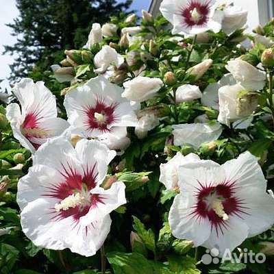 Гибискус сирийский садовый