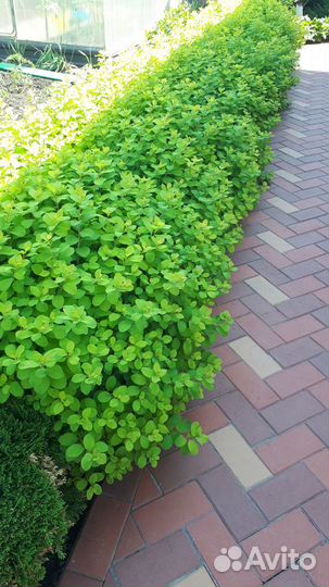 Спирея березолистная Тор Голд