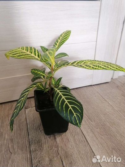 Санхеция, бамбук