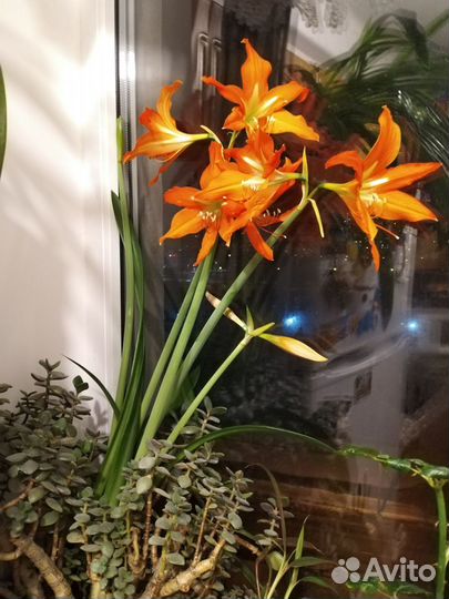 Комнатные цветы