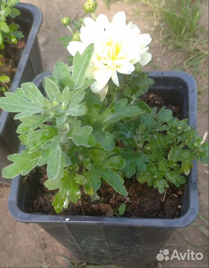 Хризантемы