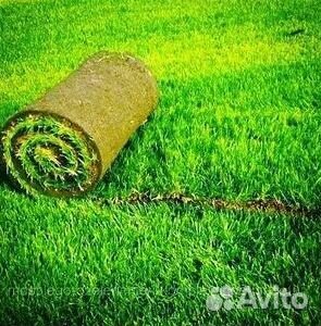 Рулонный газон