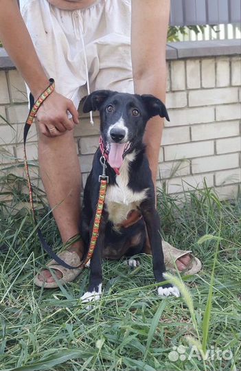 Щенок девочка стерилизована