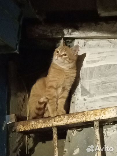 Коты в добрые руки