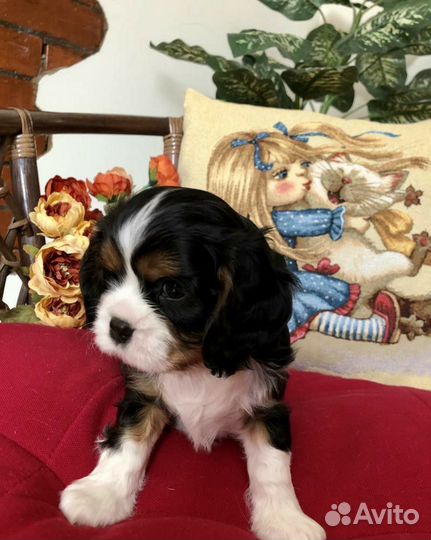 Кинг чарльз спаниель