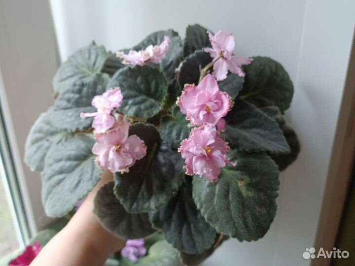 Фиалки цветущие в горшке