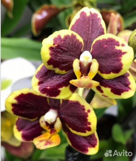 Подростки сортовых орхидей