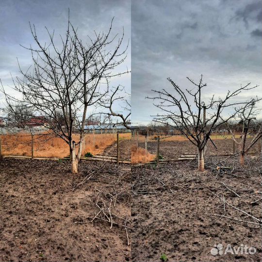 Обрезка плодовых деревьев,сада.Спил деревьев