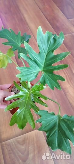 Филодендрон Селло