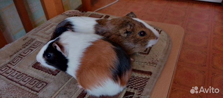 Морские свинки с клеткой