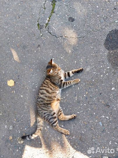 Кот бесплатно