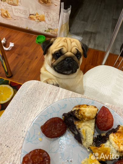 Мопс вязка мальчик