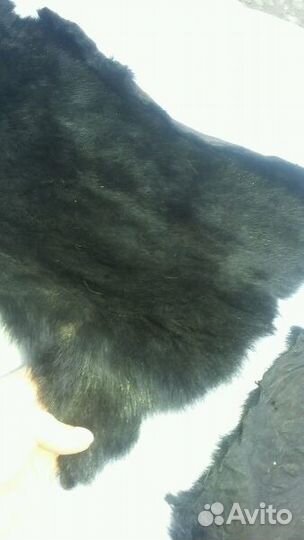 Натуральная шкура сурка