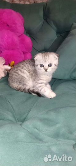 Шотландские котята