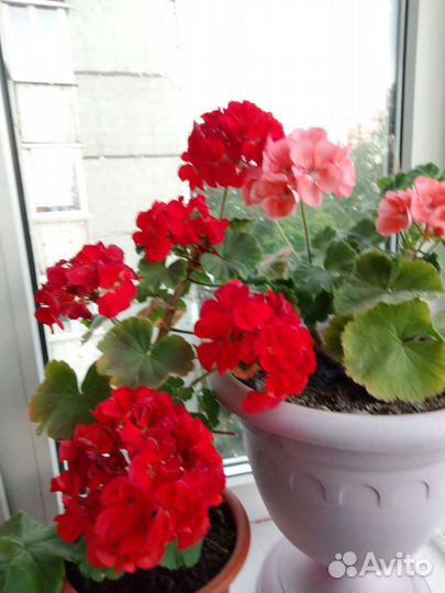 Пеларгония герань сортовая