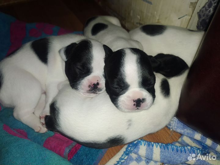 Собаки щенки французский бульдог