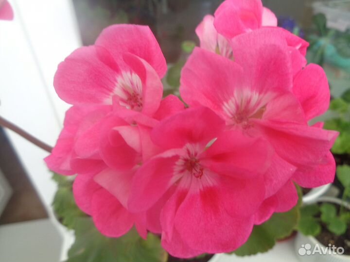 Комнатные цветы