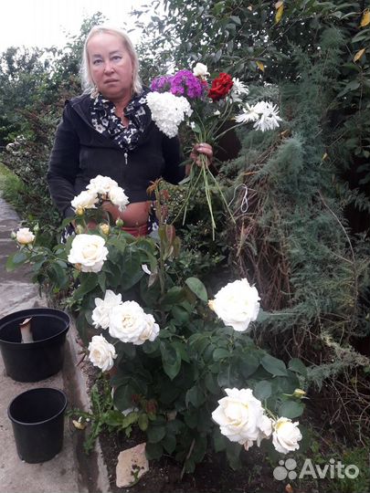 Розы-Гортензия-саженцы-Туя