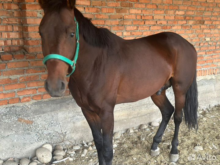 Лошадь английская