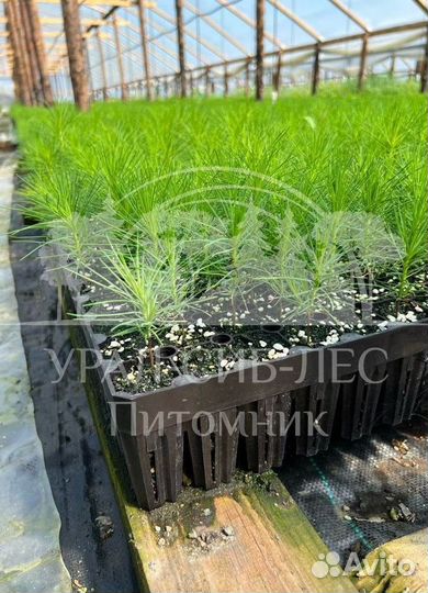 Сеянцы зкс Сосна Ель Лиственница окс Голуб Горн