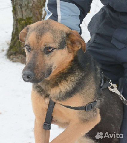 Собака в добрые руки