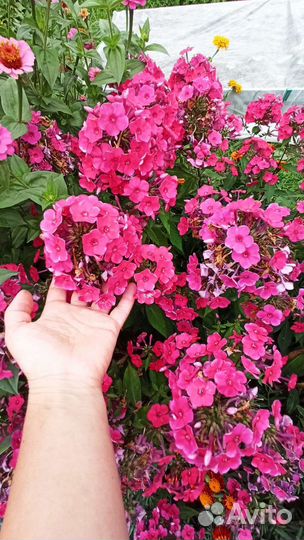 Многолетние растения