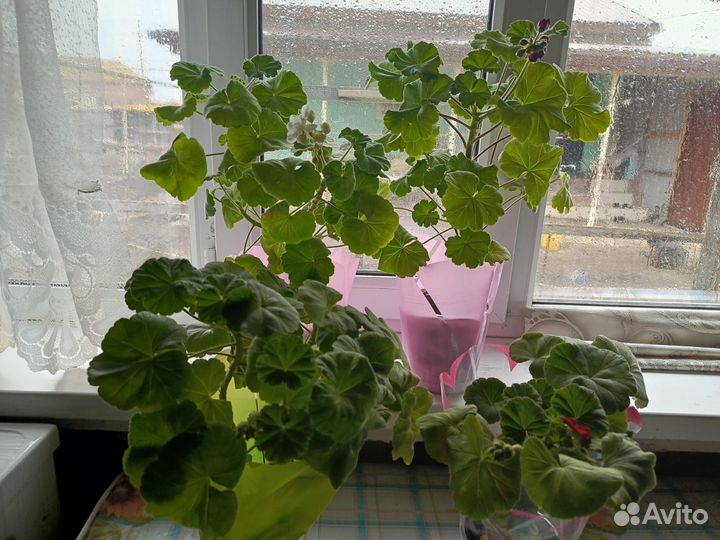 Продаю цветы