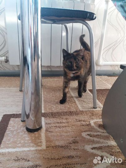 Кошка стерилизованная 3 года умная